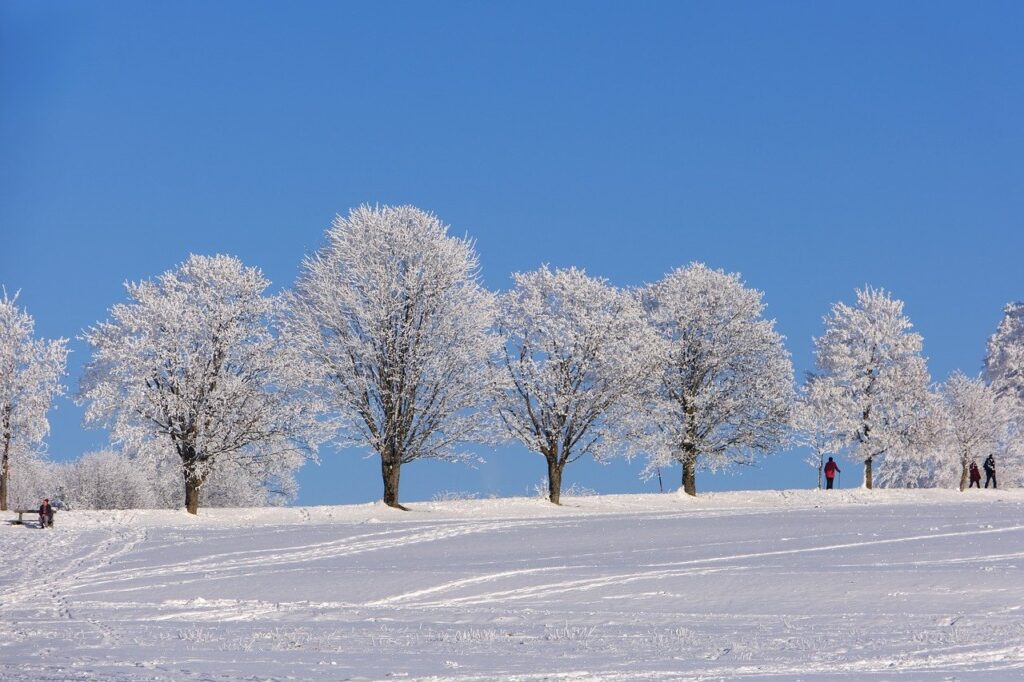 winter, trees, snow-8435314.jpg